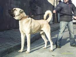 Big Dogs Rule Panosundaki Pin