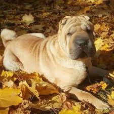 The western shar pei's may have wrinkles around the face, legs and arms and skin folds on the stomach, chest and back. Chinese Shar Pei
