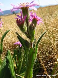 Image result for Senecio speciosus