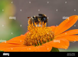 Image result for Bombus jonellus