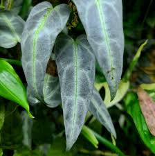 Image result for Cissus