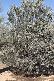 Image result for Acacia goetzei