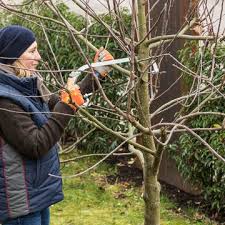 Baumpflege Am Obstbaum In 2020 Pflanzen Obstbaume Schneiden Obstbaumschnitt