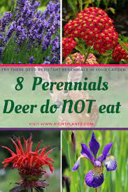 Apr 03, 2008 · the deer that live in my neighborhood do not eat my coneflowers, but the deer at rutgers gardens (a few miles away) where i tend the herb garden, do eat the coneflowers. What Shade Plants Do Deer Not Eat Colourhaze De