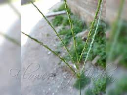 Image result for Digitaria ciliaris