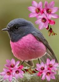 Beautiful Birds Blooms 49 Rose Robin 117 Pieces Beautiful Birds Most Beautiful Birds Colorful Birds