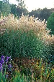 Miscanthus Sinensis Sarabande Maiden Grass Sarabande Eulalia Sarabande Chinese Silver Grass Saraban Ornamental Grasses Low Water Gardening Shade Grass