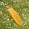 The oleander aphid is a bright yellow insect with black legs, and stalks known as cornicles on the back of the abdomen. Https Encrypted Tbn0 Gstatic Com Images Q Tbn And9gctgn Uyakprcnjadvlmtoybzcjnzafgyq Vcnx4zue Pwtu6k39 Usqp Cau