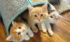 During this stage, most kittens rely on their mother's milk as their only source of nutrition. Looking To Adopt A Pet Here Are 3 Cuddly Kittens To Adopt Now In
