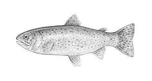 How To Draw A Fish Fish were present on the earth.