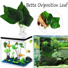 If you are like me and have a strong passion for freshwater aquariums, you have probably considered incorporating betta fish to your tank. Activane Betta Plant Leaf Hammock Fish Leaf Pad Rest Bed Fish Tank Aquarium Spawning Ornament Leaf Plastic Plants With Suction Cup Pet Supplies Fish Aquatic Pets