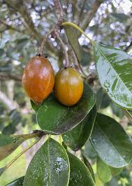 Image result for Manilkara kauki