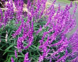 It is a tough and hardy herbaceous decorative perennial which has velvety purple flowers on silvery green foliage. Salvia Leucantha Gardensonline