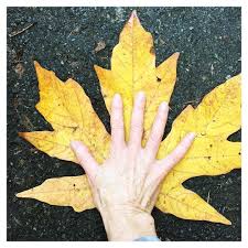It can grow 10 feet in 1 year in optimum conditions so give it plenty of room. This Is Seriously How Big The Leaves Are Of The Native Big Leaf Maple Tree That You Find In Washington And Oregon Big Leaf Fall Color Trees Nature Inspiration