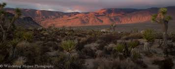 Wandering Mojave Hiking Services