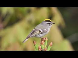 (or just drag all the way to the bottom and find it.) Golden Crowned Kinglet American Bird Conservancy