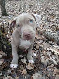 We choose rorschach as hazels next date for a few reasons. Litter Of 4 American Bully Puppies For Sale In Lake City Mi Adn 26571 On Puppyfinder Pitbull Puppies For Sale Puppies For Sale American Bully Puppy For Sale
