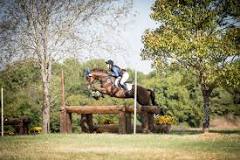 Image result for how many jump are in a show jumping course