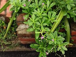 Image result for Talinum fruticosum