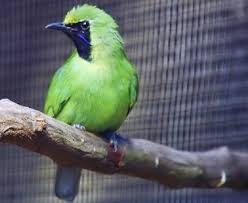 Burung cucak jenggot pun menjadi salah satu idola bagi para kicau mania. Daftar Harga Cucak Ijo Mini Terbaru