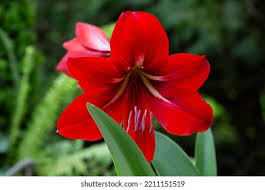 Image result for Hippeastrum sp. cultivars