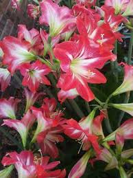 Image result for Amaryllidaceae