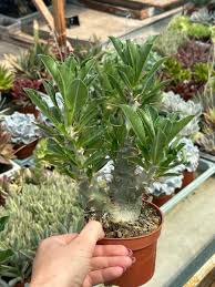 Image result for Pachypodium saundersii