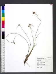 Image result for Lipocarpha chinensis