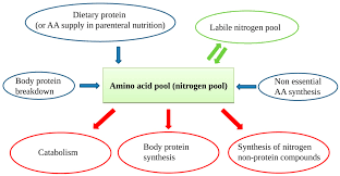 The other macronutrients for plants, iron is a relatively immobile ion and is absorbed both in ferrous (fe ++) and ferric (fe +++) forms. Nutrients Free Full Text Macronutrients In Parenteral Nutrition Amino Acids