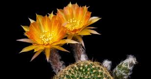 They are unique flowers because they have dozens of stamens and petals, rather than the usual 5 to 10 of each that are most commonly found with flowering plants. Timelapse Of Orange Flowers Blooming Lobivia Cactus Opening 2251057 Free Hd Video Clips Stock Video Footage