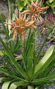 Image result for Aloe plowesii
