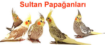 Sultan Papagani Sultan Papagan Panda
