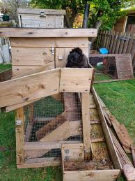 ONLINE SMALL PET SHOW RESULTS