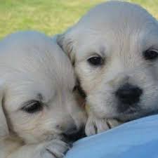 Even though our white golden retriever puppies may be challenging to breed, they will radiate positivity and love. Home