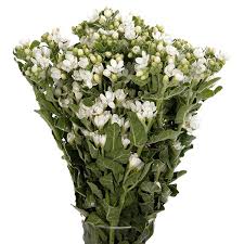 Image result for Oxypetalum