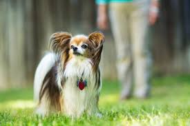 We have the largest selection of puppies and pet supplies for sale. Papillon Adoption And Rescue Lovetoknow