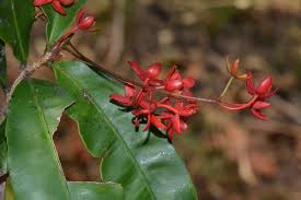 Image result for Rhabdophyllum welwitschii