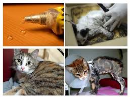 We did not find results for: Daripada Gam Basuh Untuk Tikus