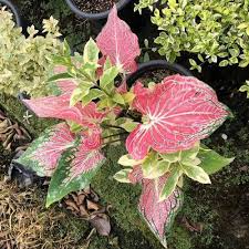 65 Most Beautiful Caladium Varieties In 2020 Caladium Calathea Plant Flower Pots Outdoor
