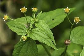 Image result for Galinsoga parviflora