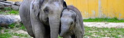 We did not find results for: Kleurplaten Olifant Topkleurplaat Nl