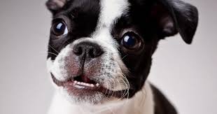 Boston Terrier: Dog Breed Characteristics & Care