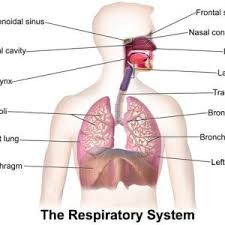 How Does The Respiratory System Maintain Homeostasis In 2020 Respiratory System Organ System Circulatory System