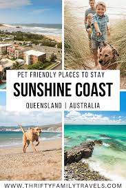 Sunshine Coast Pet Friendly Accommodation Read Our Guide On The Best Sunshine Coast Accommodation Pet In 2020 Oceania Travel Australia Travel Guide Australia Travel