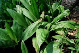 Image result for Curculigo latifolia