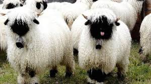 17 Animals With Long Hair And Gigantic Hairstyles Fluffy Animals Cute Sheep Cute Animals