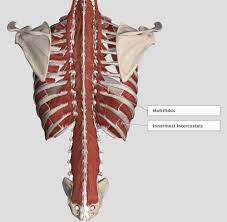 Thoracic chest and back skeletal skeleton anatomy featuring. Introduction Anatomy Thoracic The Gap Physio