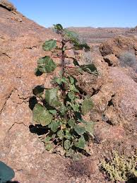 Image result for Pedaliaceae