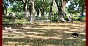 Asked may 10, 2016, 12:12 am edt. Synthetic Surface Considered For Villages Dog Park Where Grass Has A Tough Time Growing Villages News Com