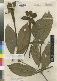 Image result for Rothmannia whitfieldii